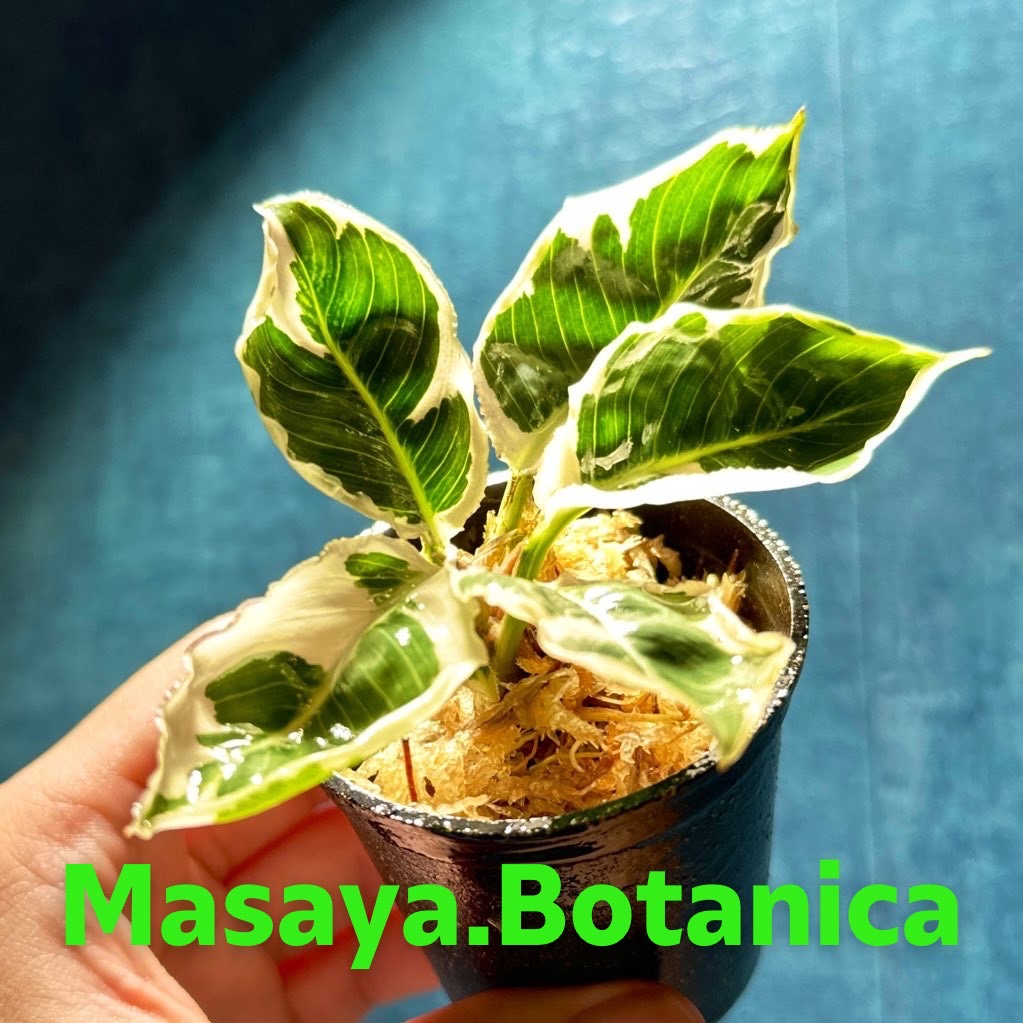 Masaya.Botanica