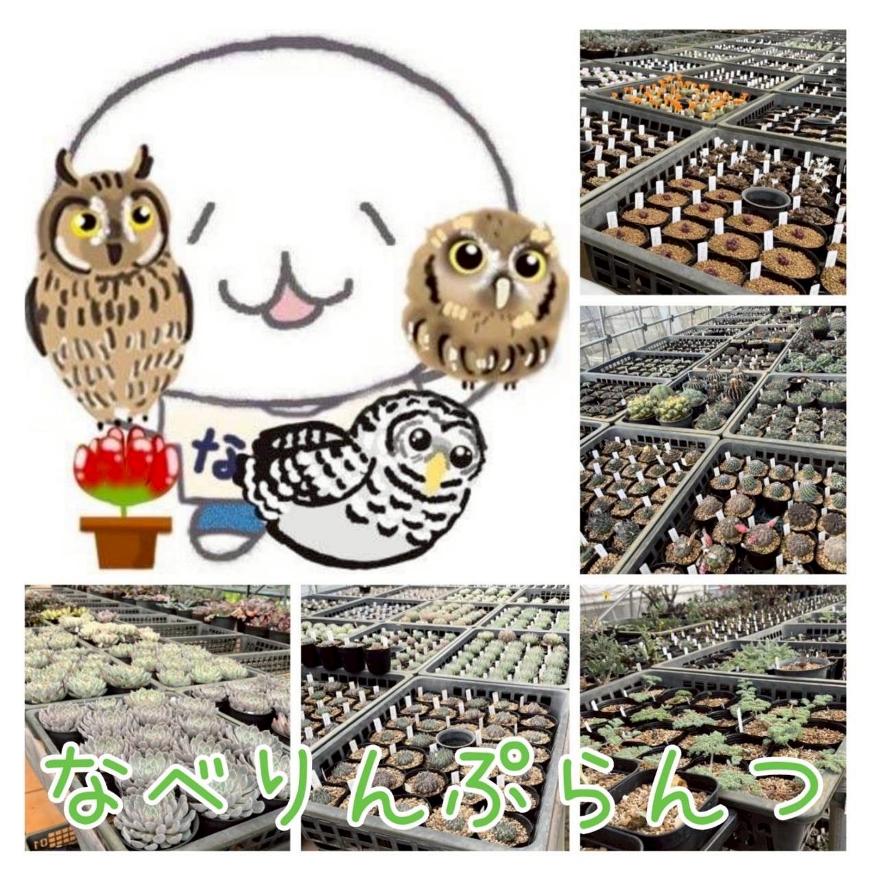 なべりんぷらんつ