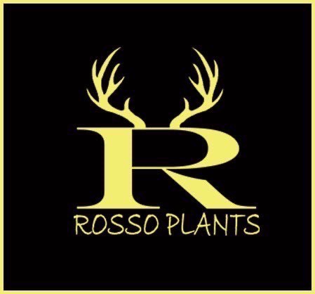 ROSSO PLANTS