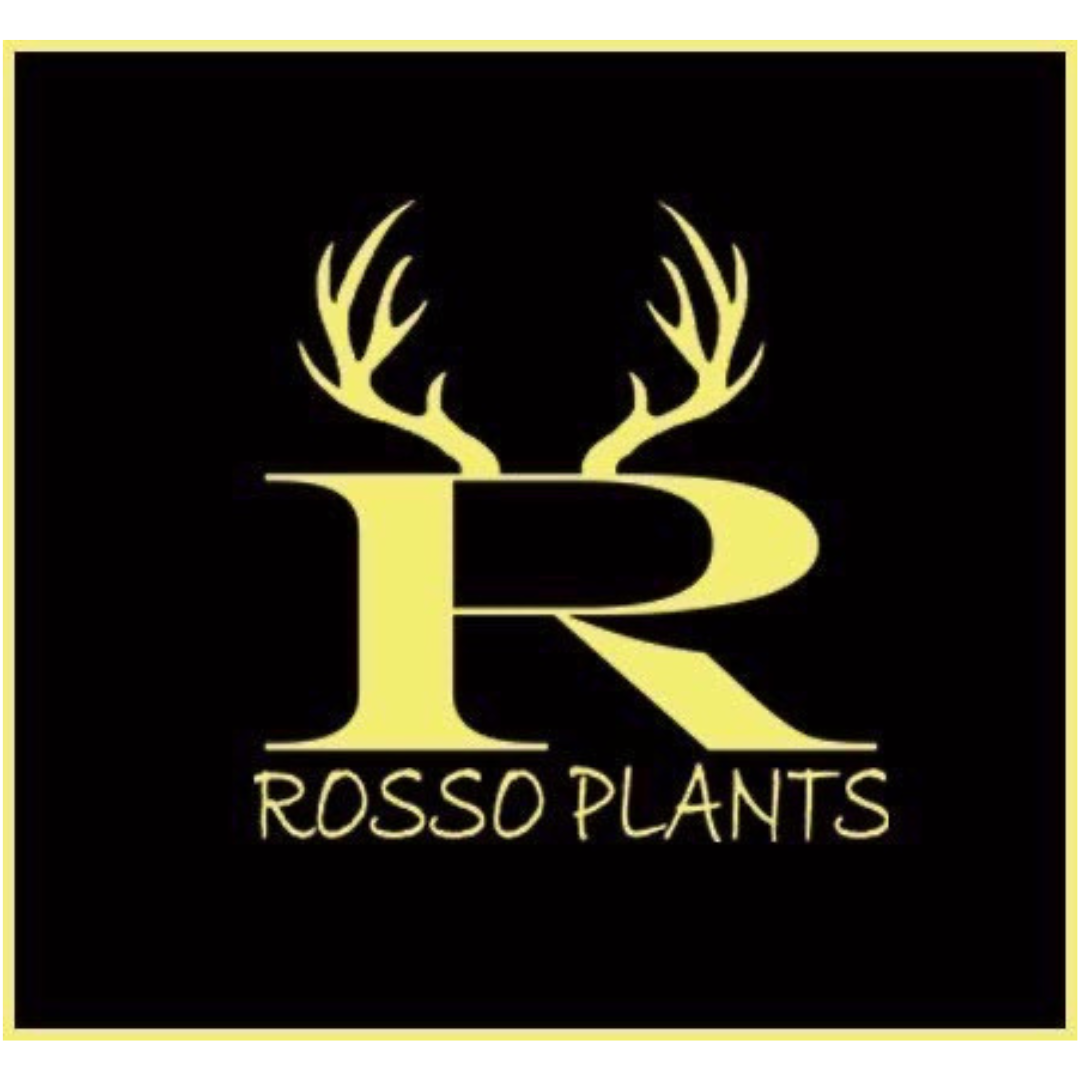 ROSSO PLANTS