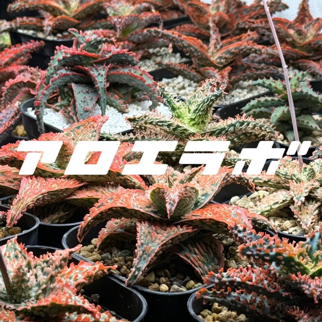 アロエラボ