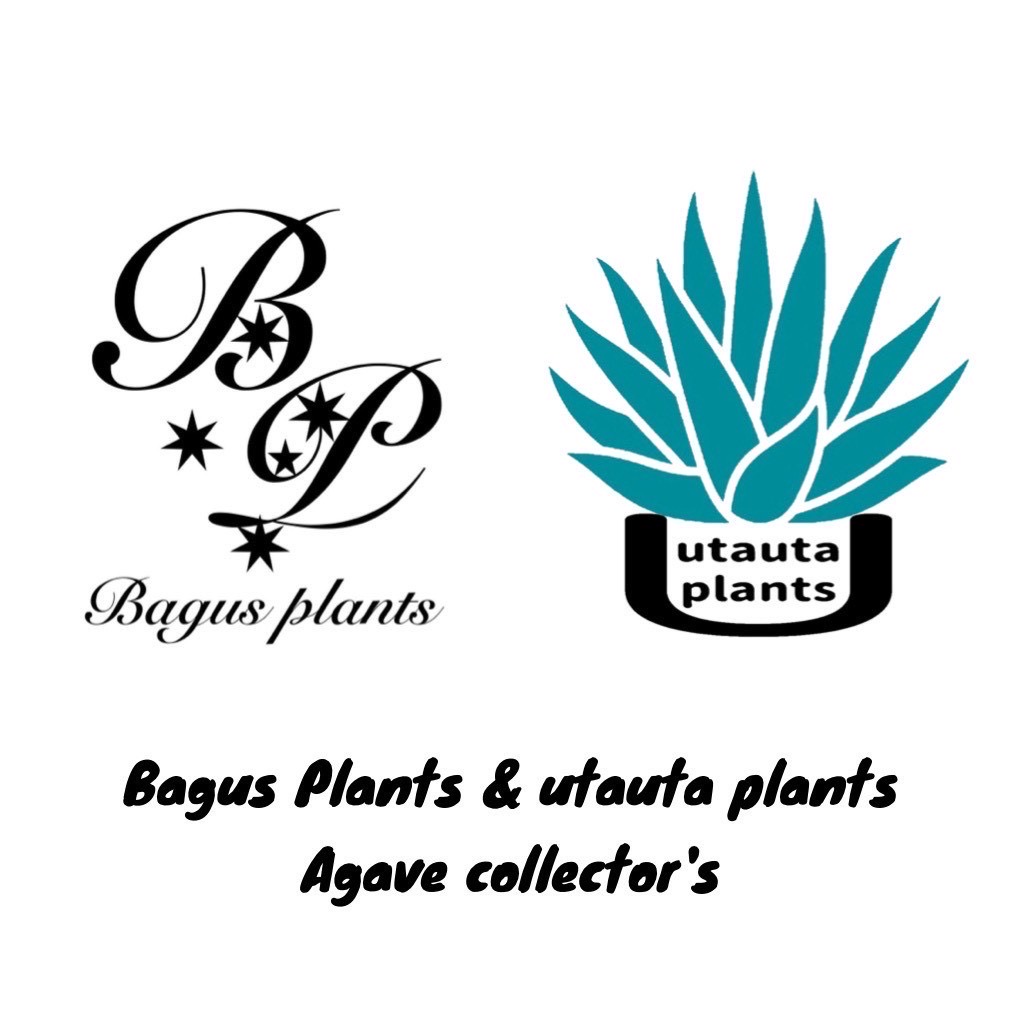 Bagus Plants & utauta plants