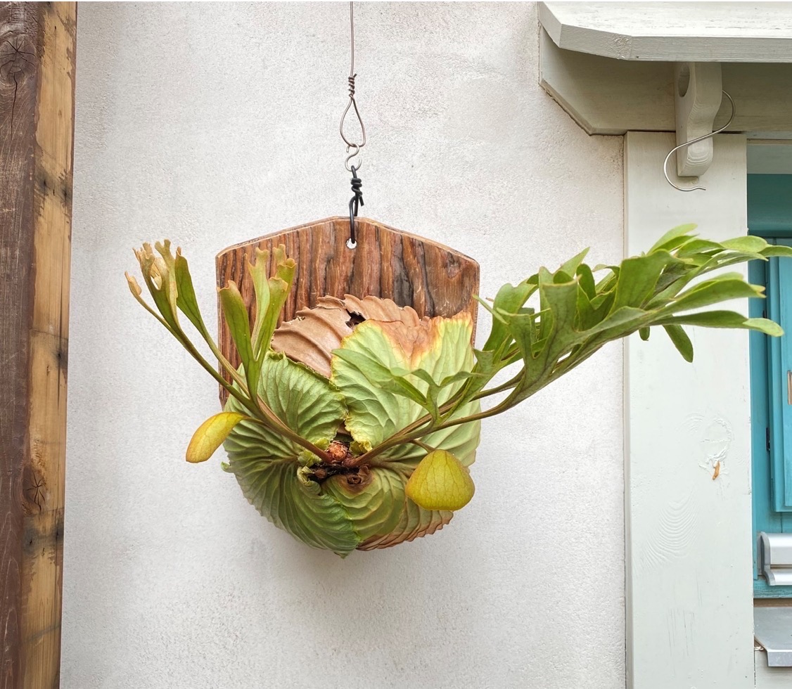 モグファイトプランツ