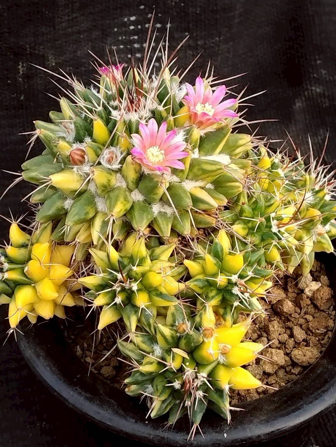 彩の国サボテン研究所