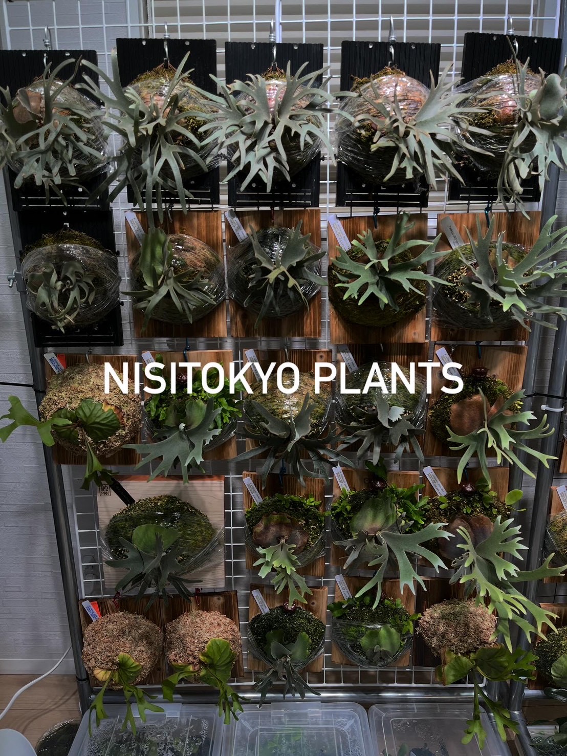 西東京プランツ